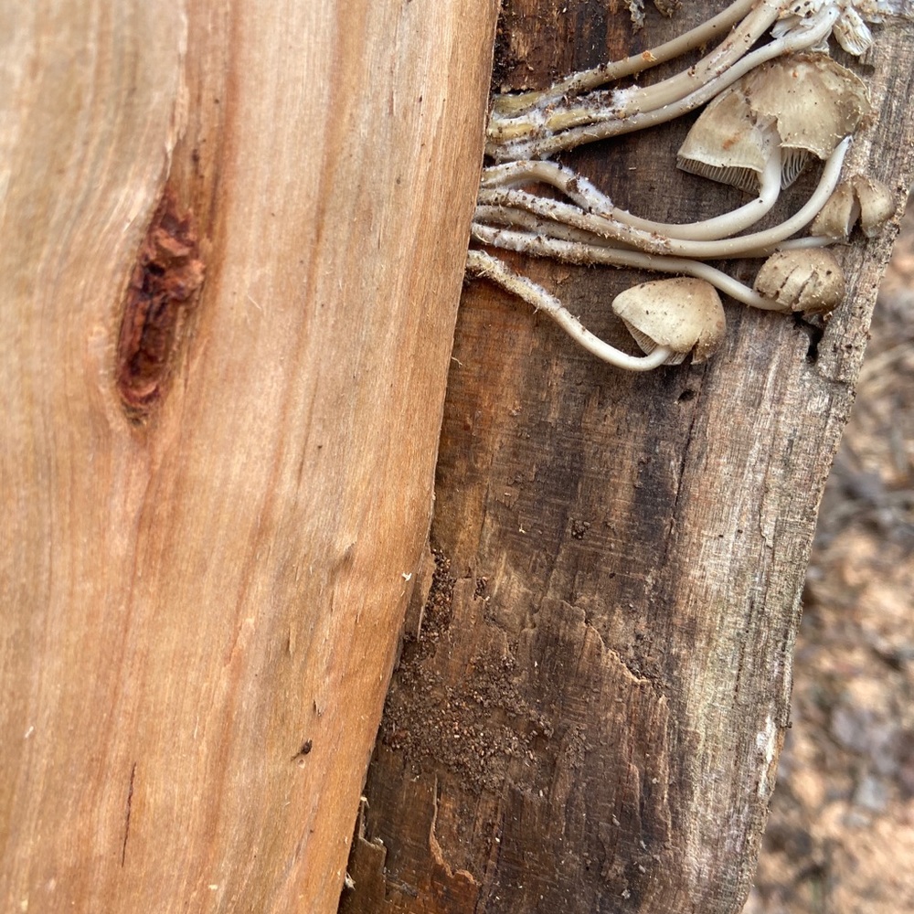 Meet your Posher, Zachary